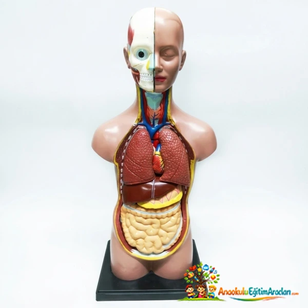 27 cm Sök Tak Organlı Küçük İnsan Vücudu Modeli