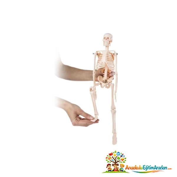 46 cm Hareketli Eklemli İskelet Modeli Fen Materyali