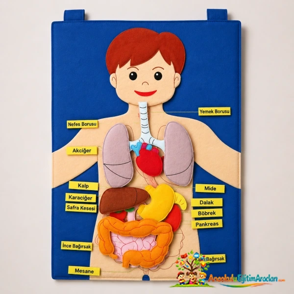 Cırtlı Kumaş Vücudumuz Panosu 48x68 cm – Anaokulu ve Montessori İnsan Vücudu Eğitim Seti