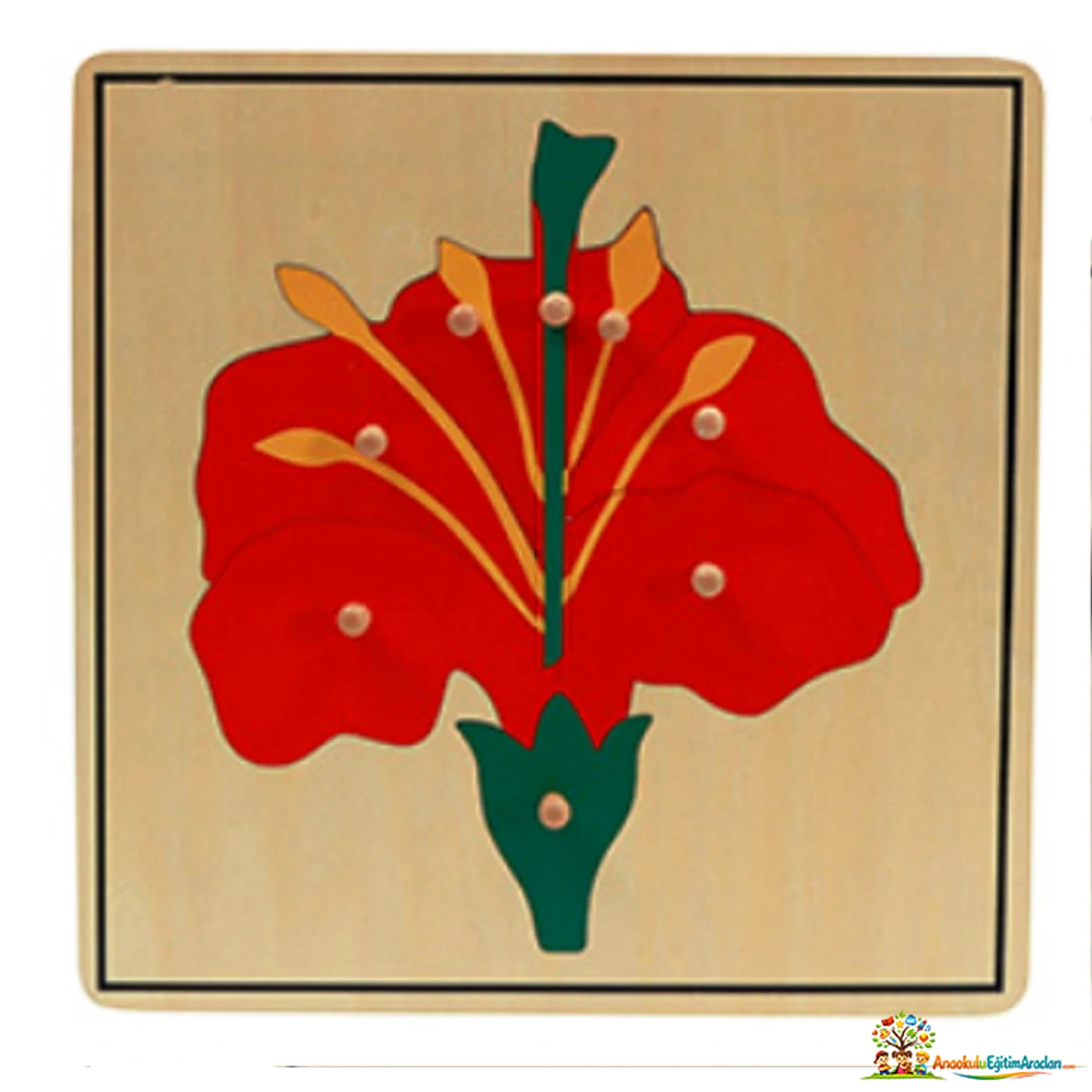 Montessori Bitkiler 5’li Puzzle Seti – Botanik ve Kozmik Eğitim Materyali BTP-864