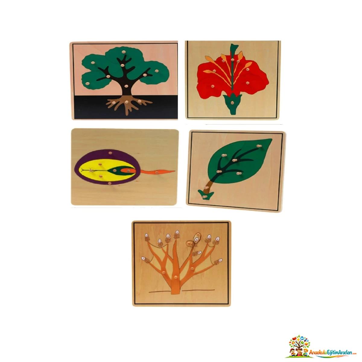 Montessori Bitkiler 5’li Puzzle Seti – Botanik ve Kozmik Eğitim Materyali BTP-864
